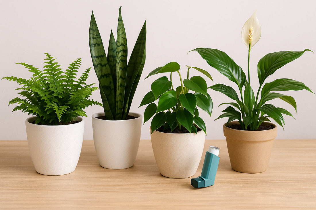 The Lungs vs. the Leaves: Which Houseplants Are Safe for Asthma?
