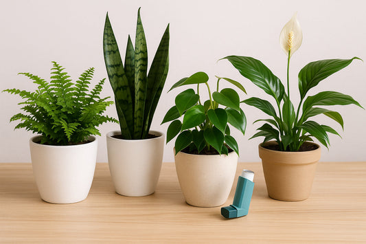The Lungs vs. the Leaves: Which Houseplants Are Safe for Asthma?